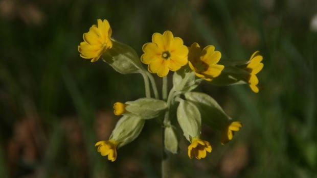 Primula Veris