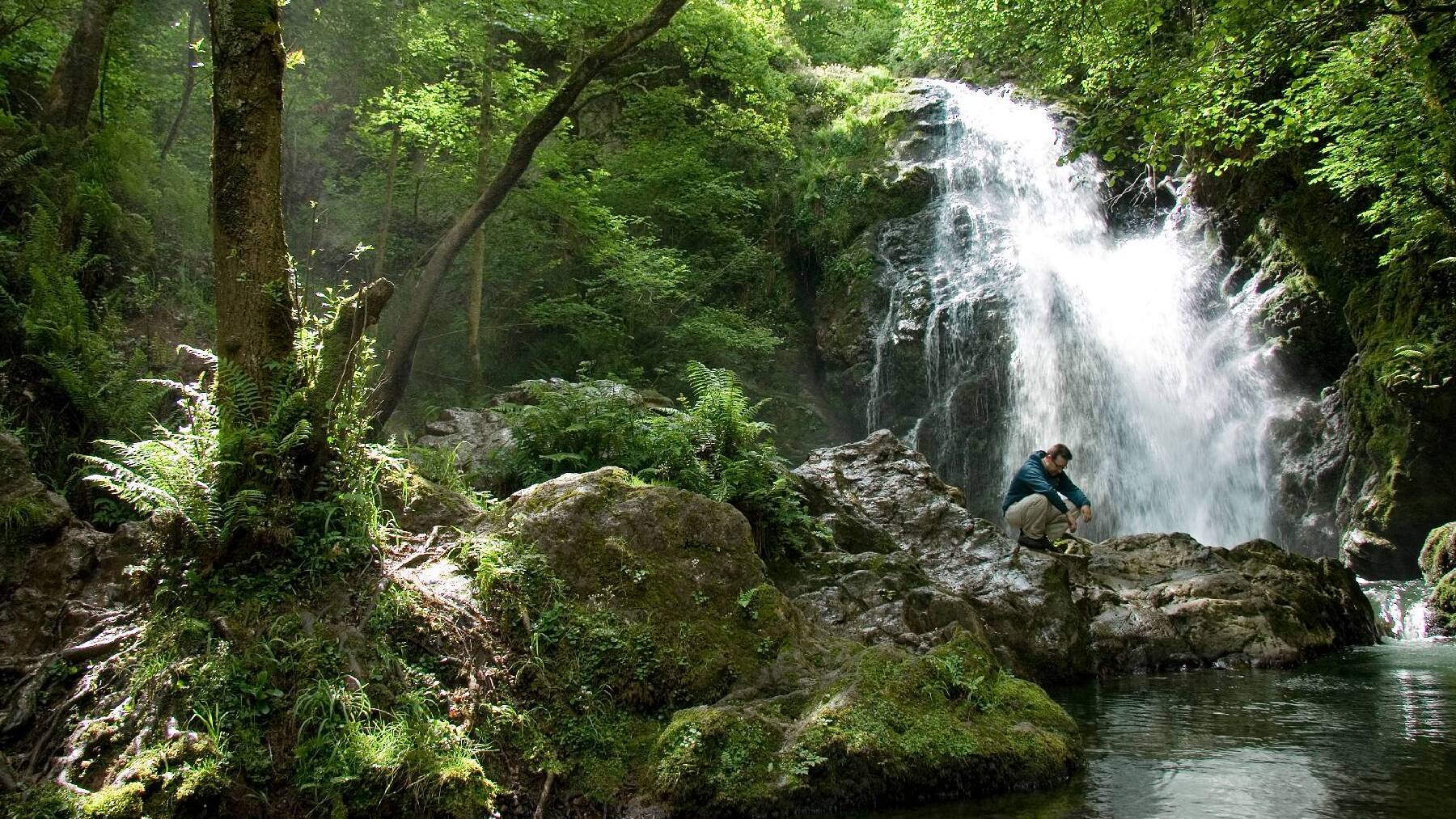 Selva de Irati. Foto: Turismo de Navarra.