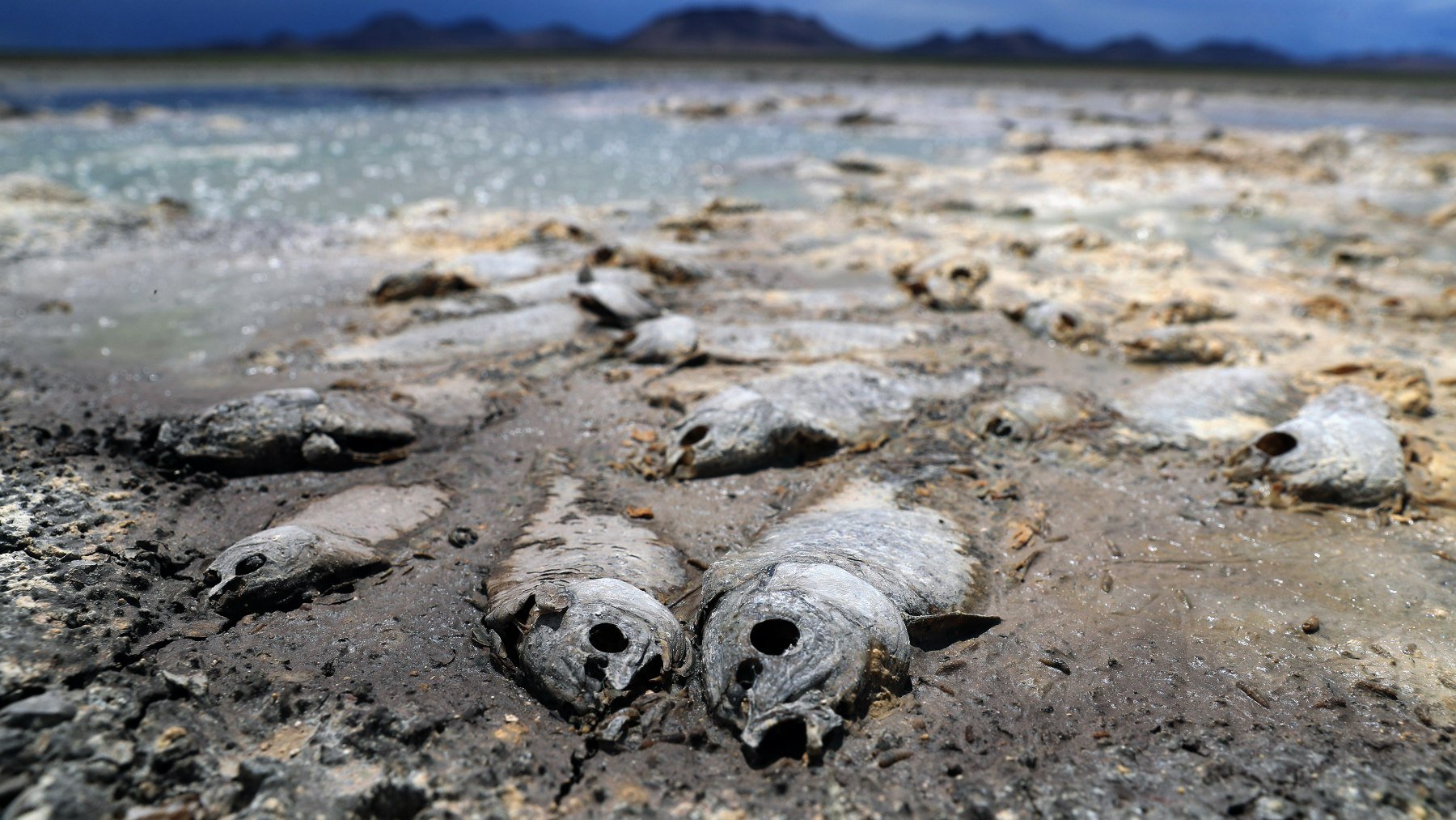 La falta de lluvia seca tres lagunas y mata miles de peces en el norte de México (Foto: EFE/ Luis Torres)