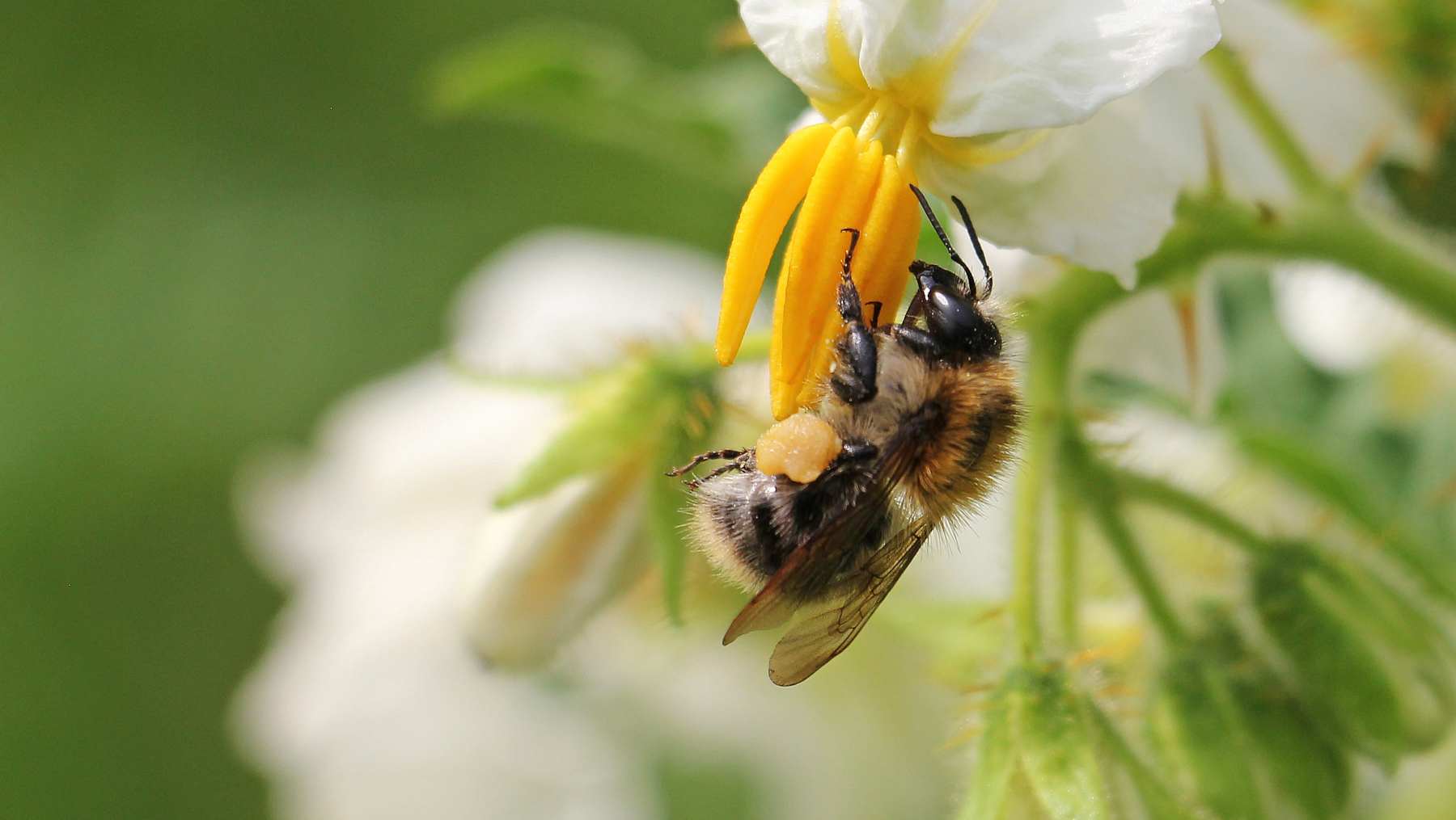 Abejas en la polinización.