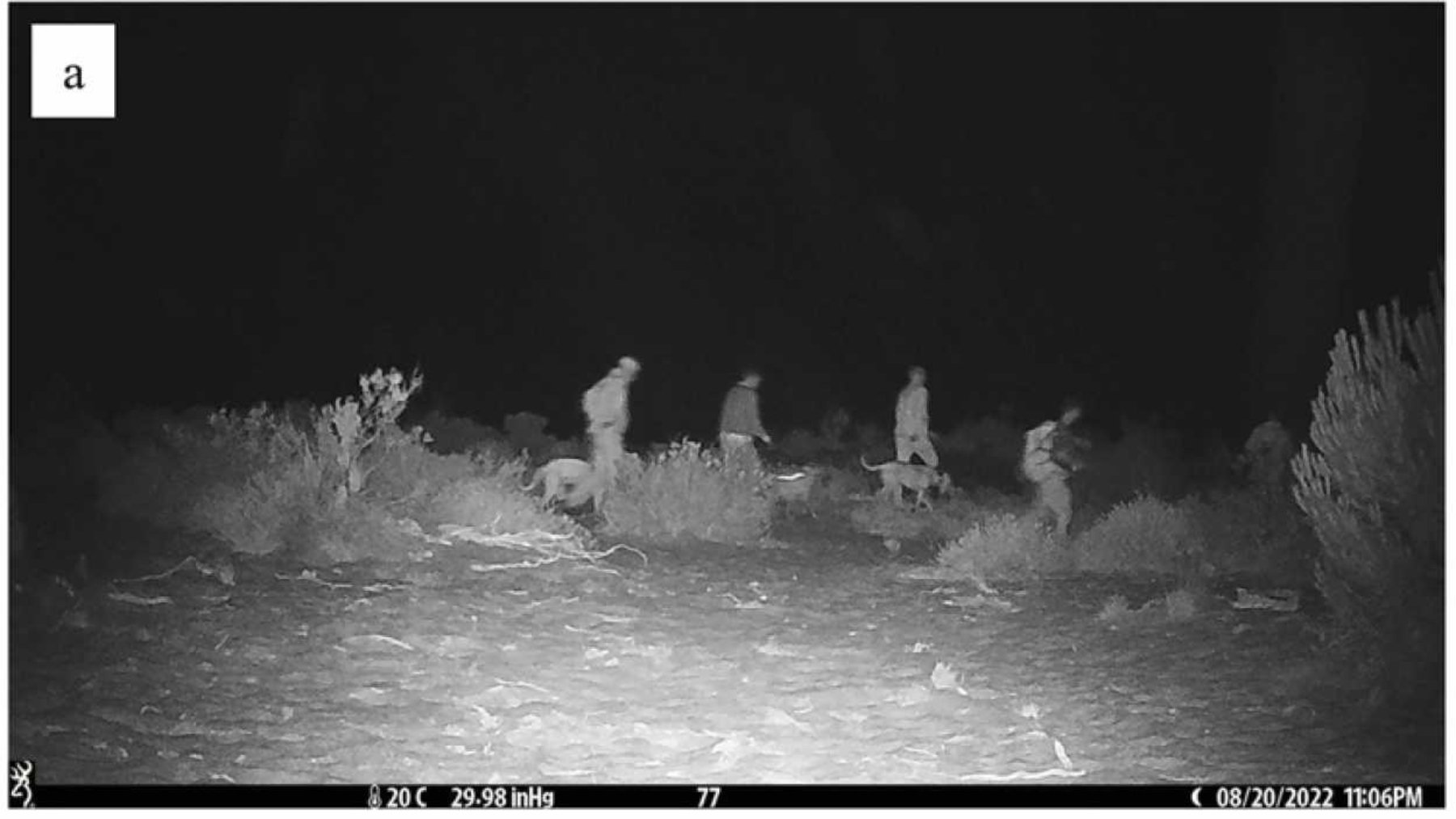 Cazadores con perros captados por una de las cámaras colocadas en Doñana