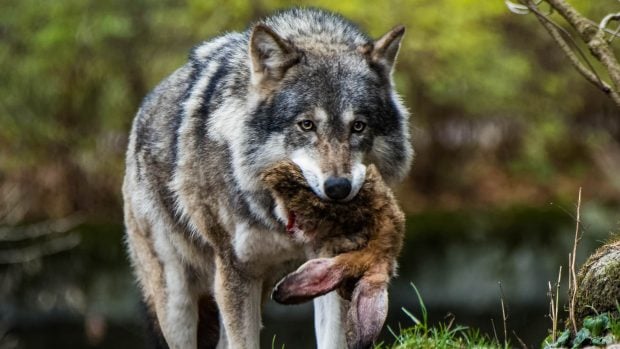 lobo, ganaderos, pérdidas