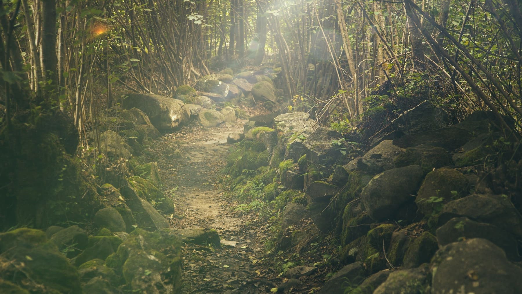 Sendero en un bosque.