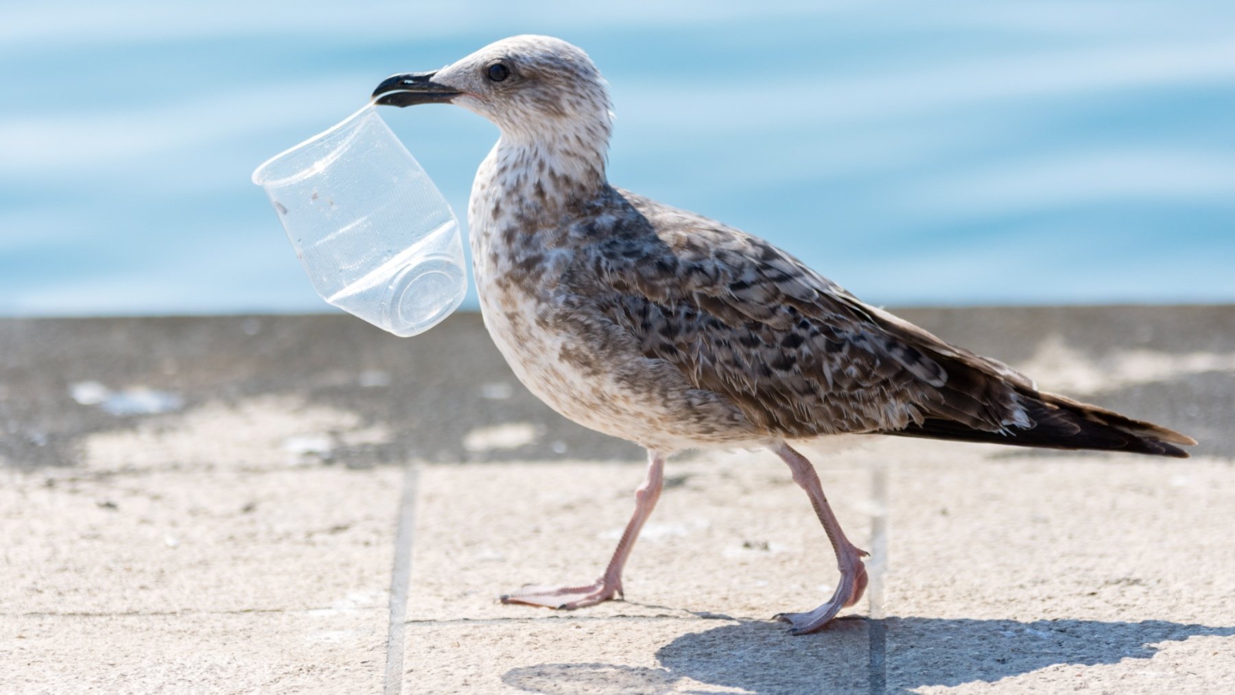 Una gaviota con un vaso de plástico en su pico