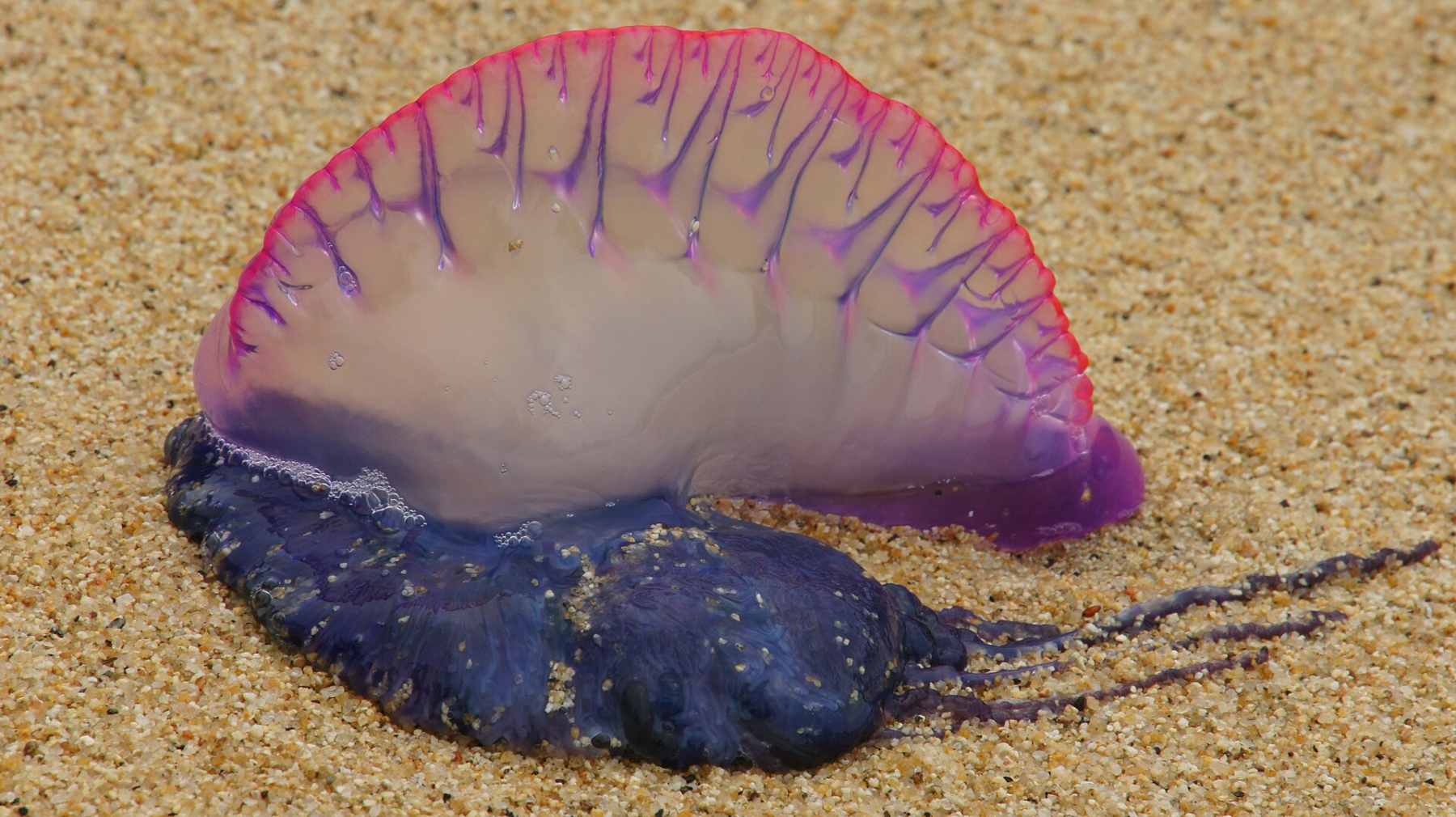 Una carabela portuguesa.