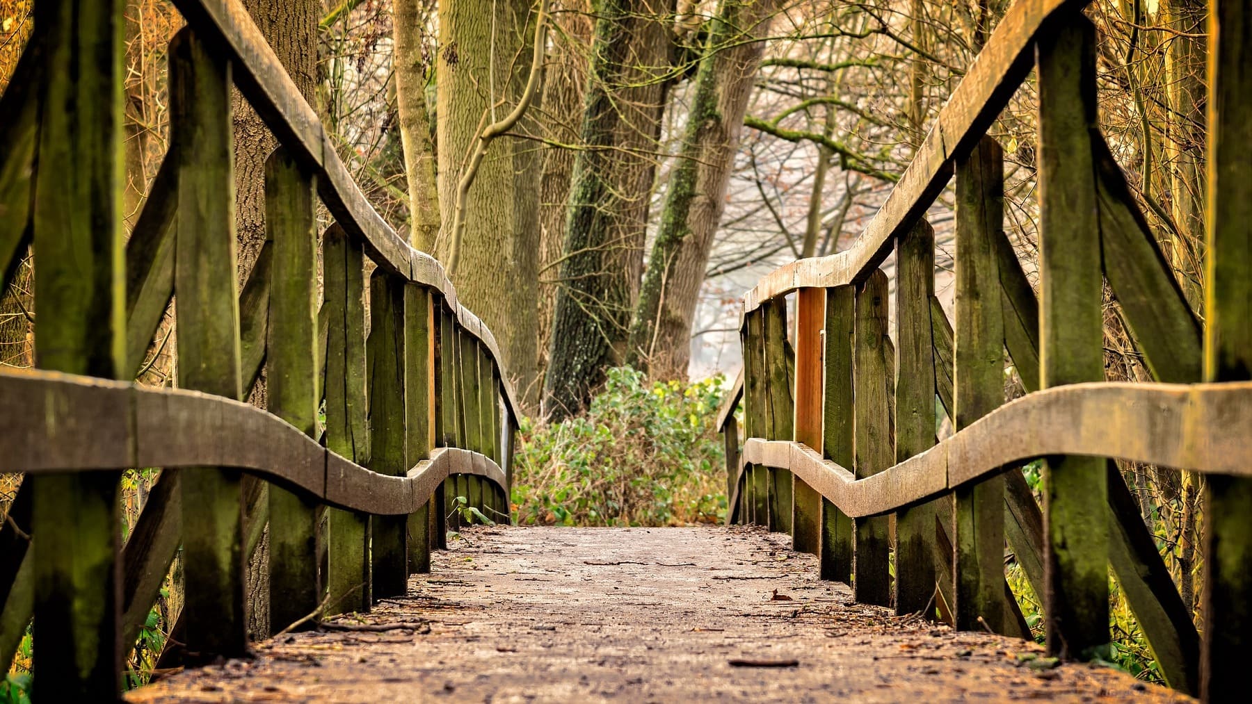 Puente en el bosque.