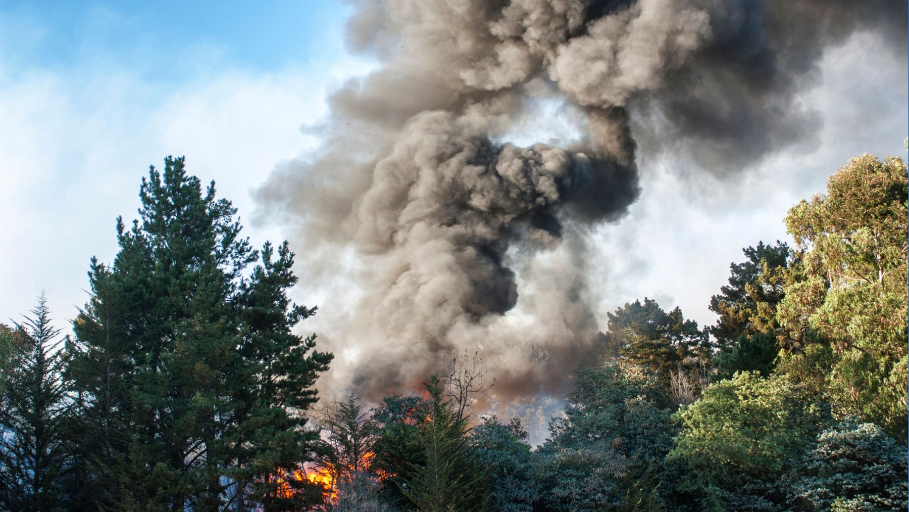 Un incendio en un bosque.