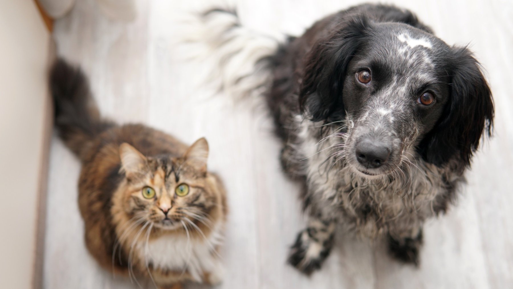 El balance de adopción en los seis primeros meses del año es de 1.491 perros y 1.511 gatos