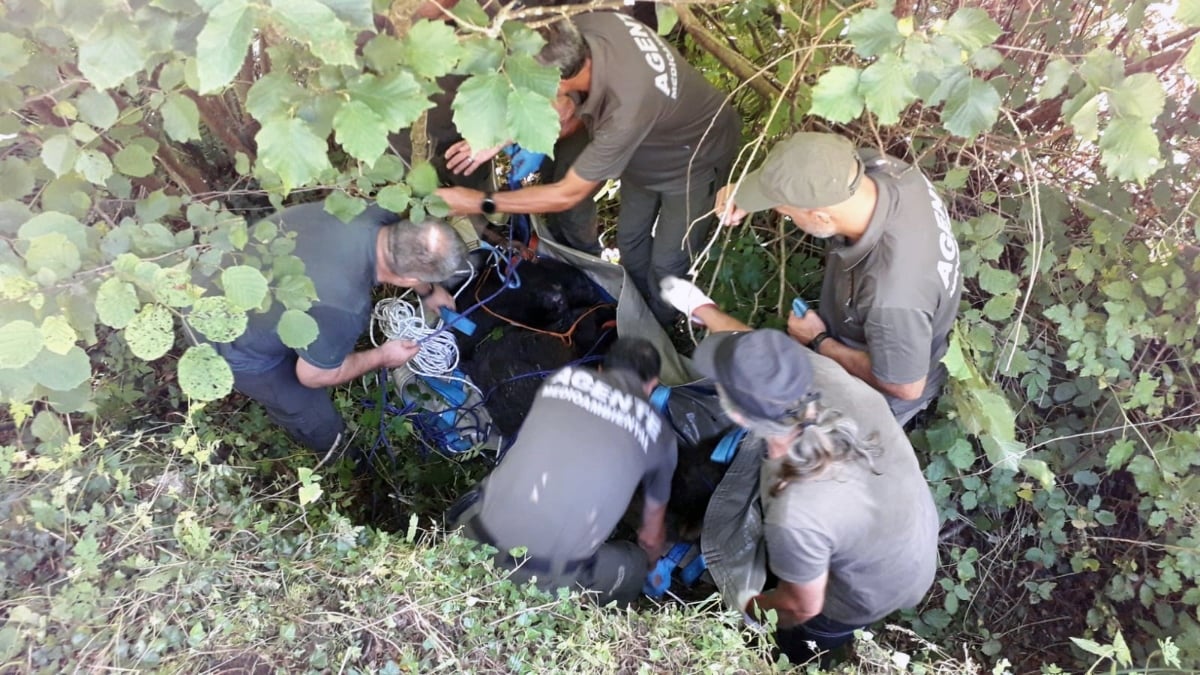 Dispositivo de rescate del oso herido en Somiedo