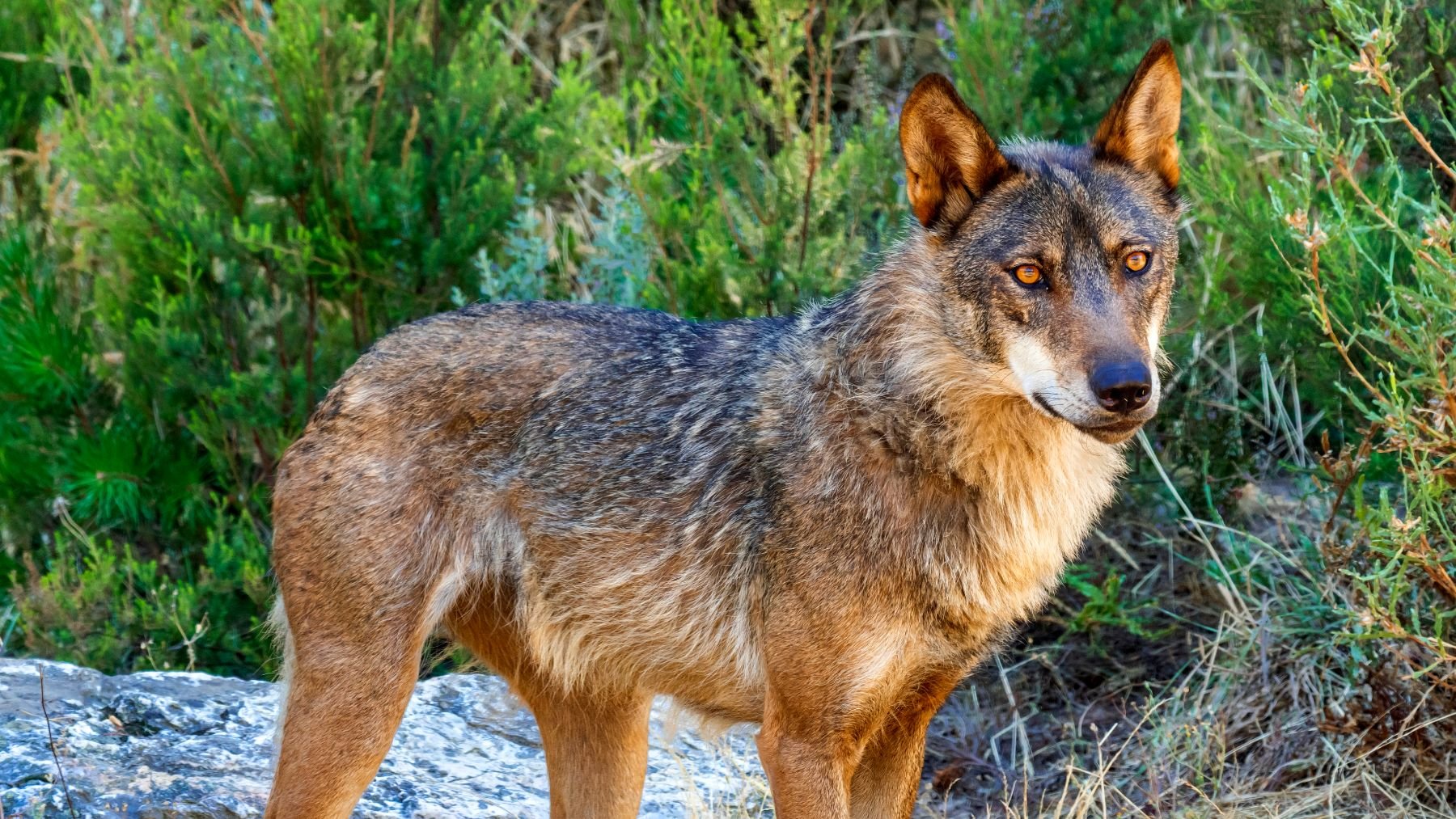 Lobo ibérico (Canis lupus signatus), fotografiado en Zamora