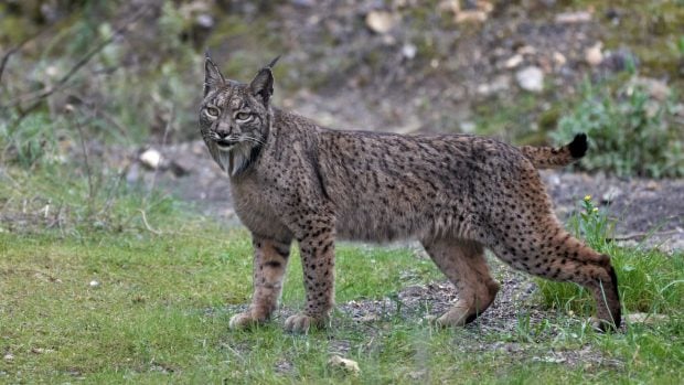 Linces Doñana