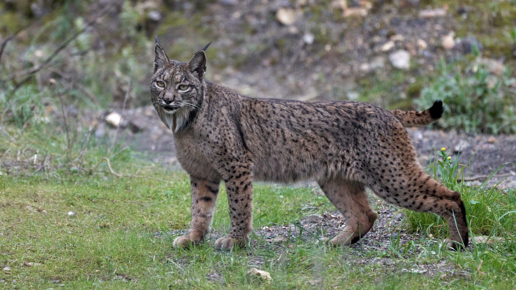 Hembra de lince ibérico sobre la hierba en el bosque de Sierra Morena, en Jaén