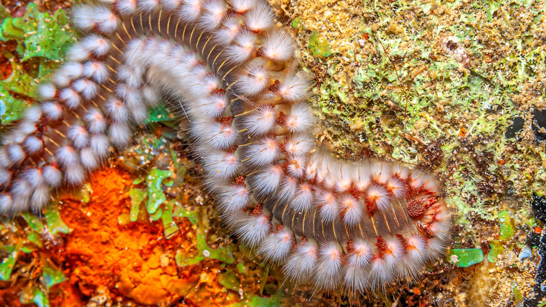 Gusano de fuego (Hermodice carunculata)