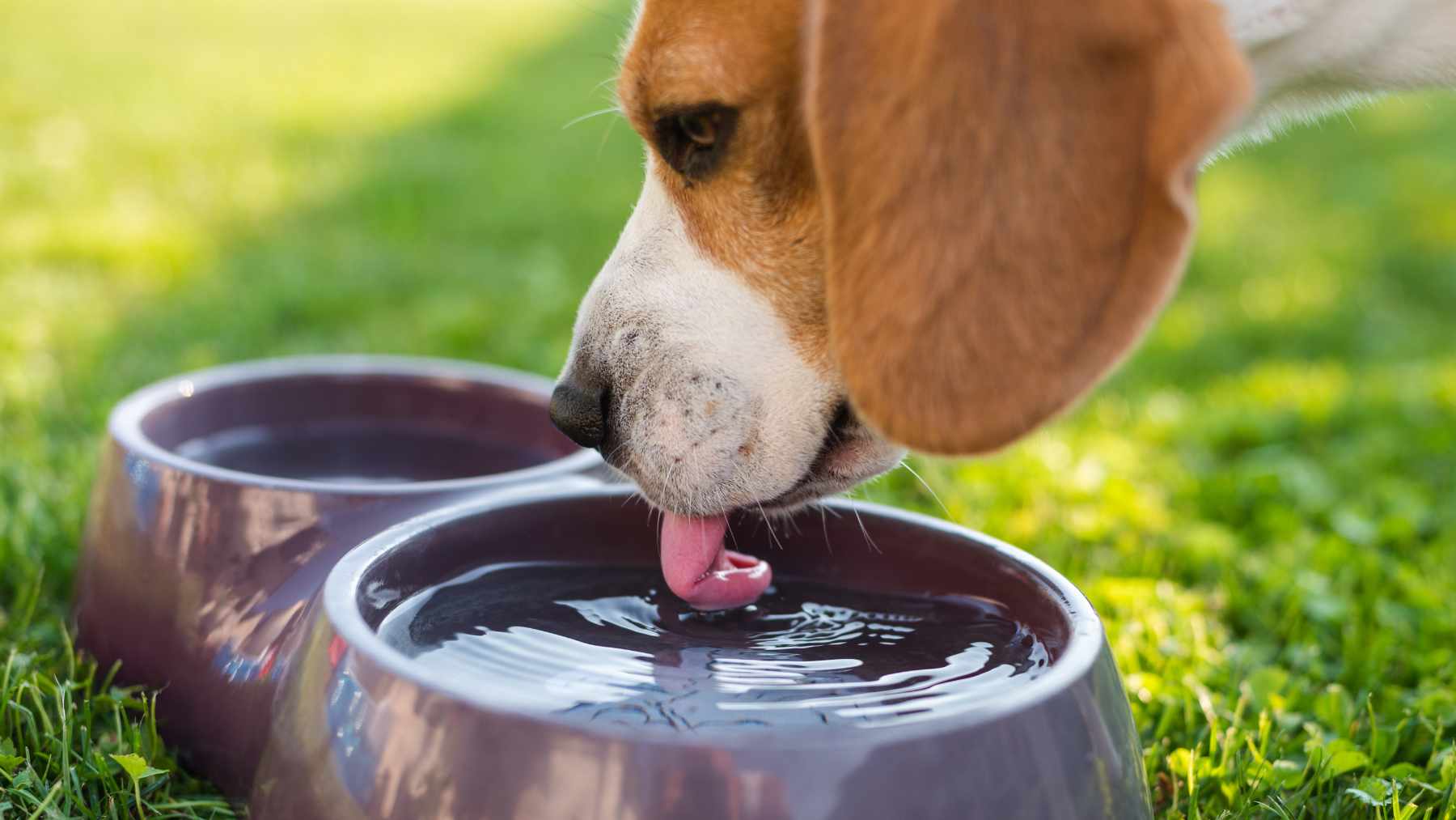 Un perro bebiendo agua.