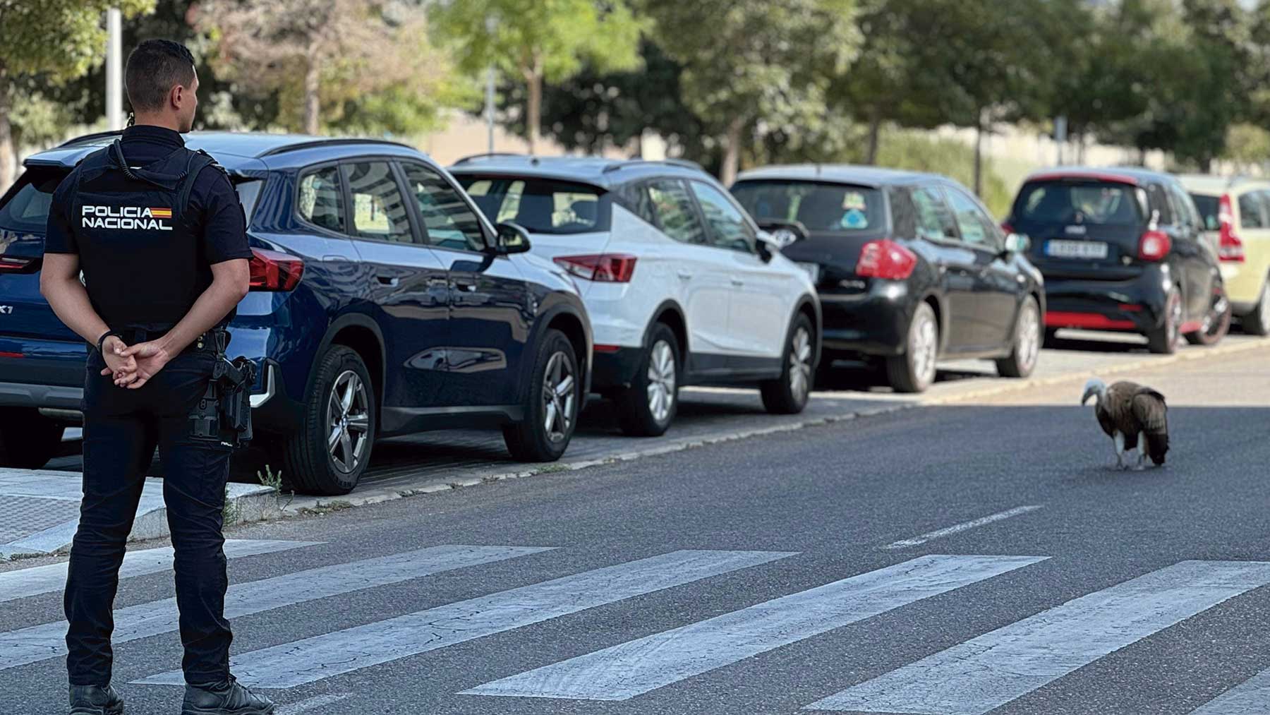 El buitre leonado permaneció en todo momento custodiado por la Policía Nacional (Imágenes: @hnpenalver / Nataly Peñalver