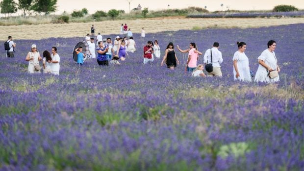 Campos lavanda turismo