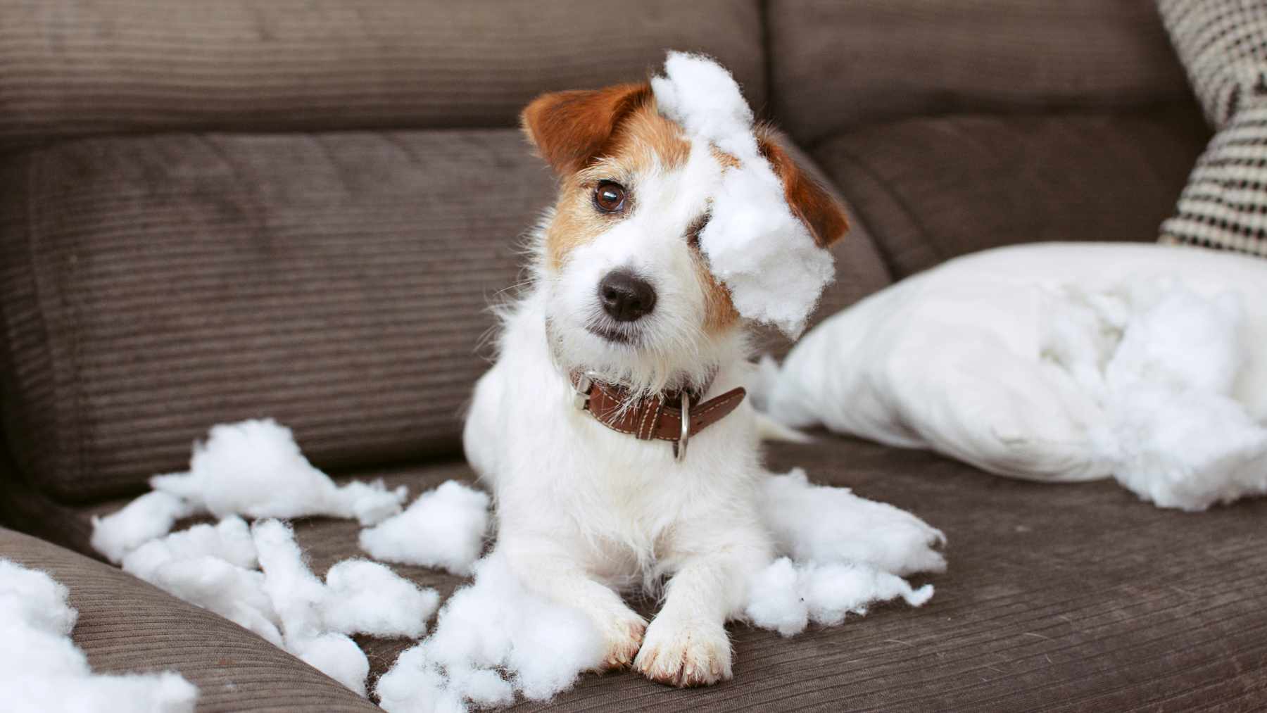 Un perro que ha roto el cojín.