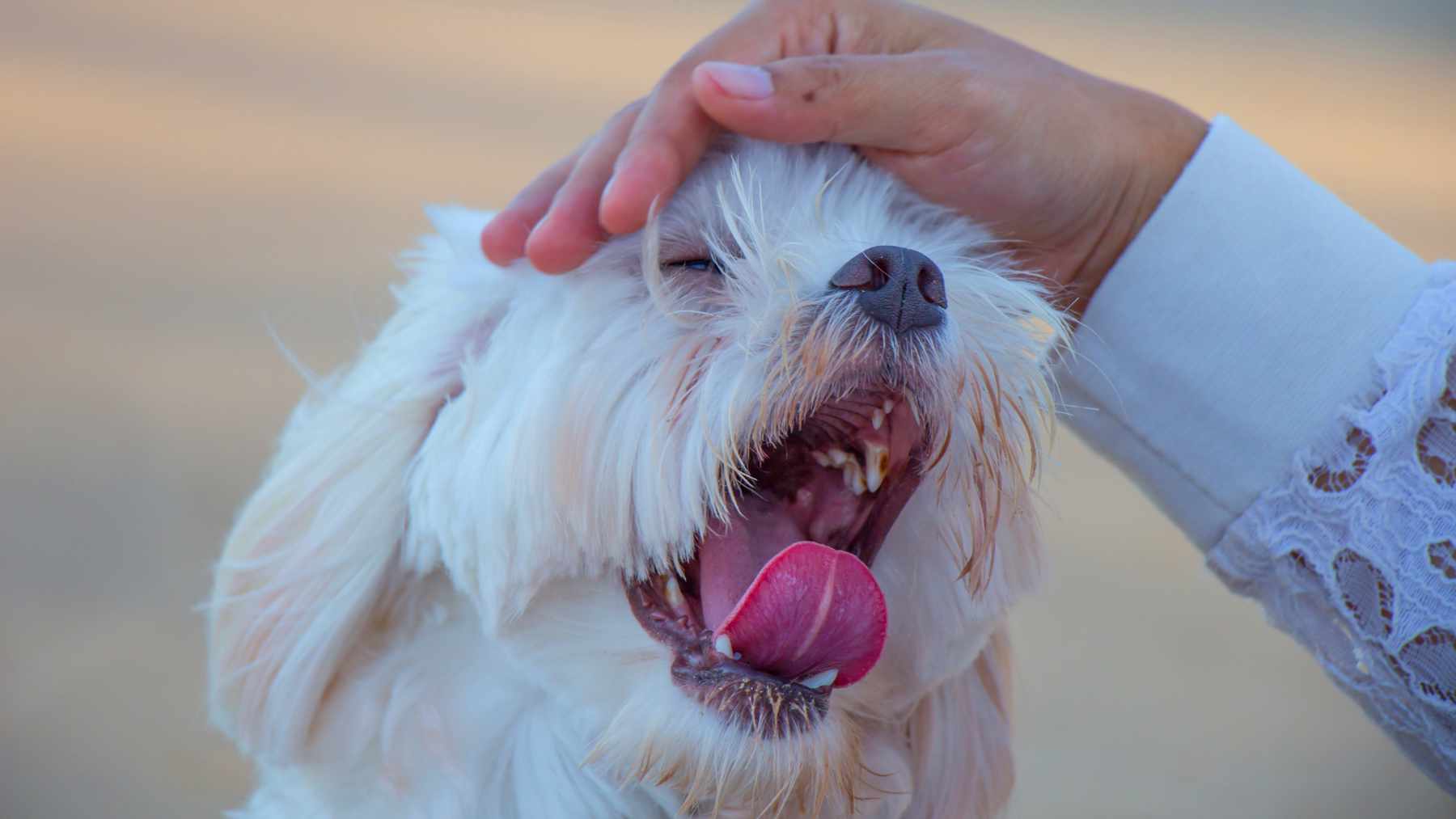 Un perro bostezando.