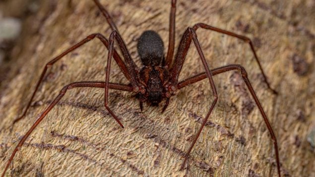 Araña violinista