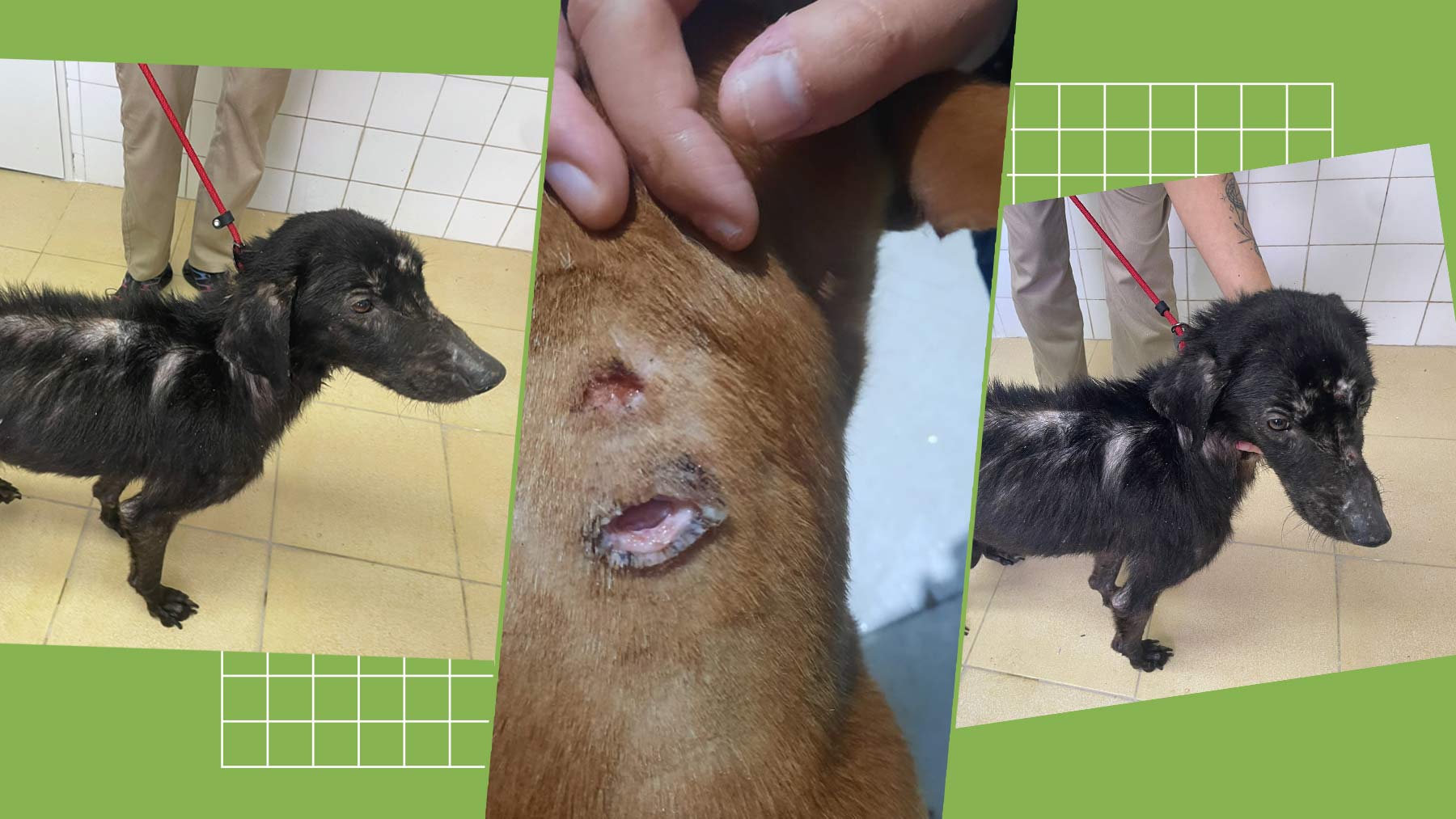 Estado en el que se encuentran a los perros abandonados, desnutridos y con cortes en el cuello para quitar el microchip (Fotos: Andrés León / Asociación Protectora de Animales y Plantas de Vigo)