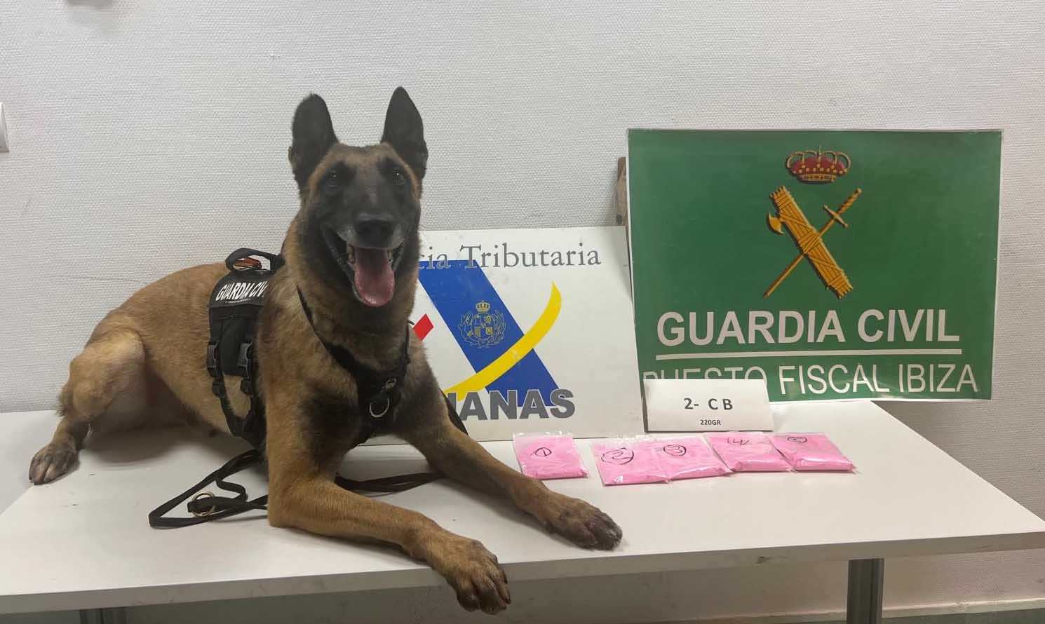 El perro de la Guardia Civil junto a la droga intervenida.