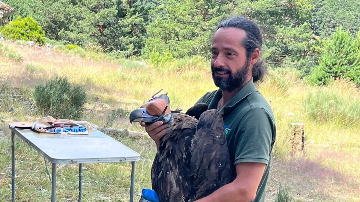 Labores de marcaje del buitre negro en la Sierra de Guadarrama en Madrid