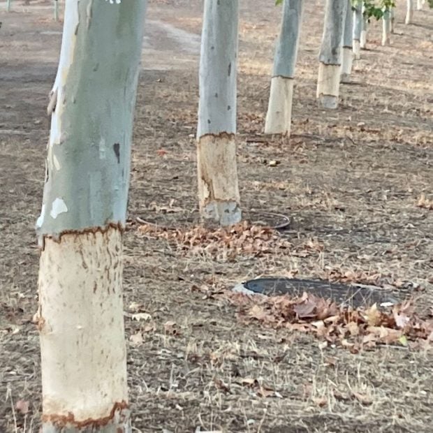 Arboricidio Sanse