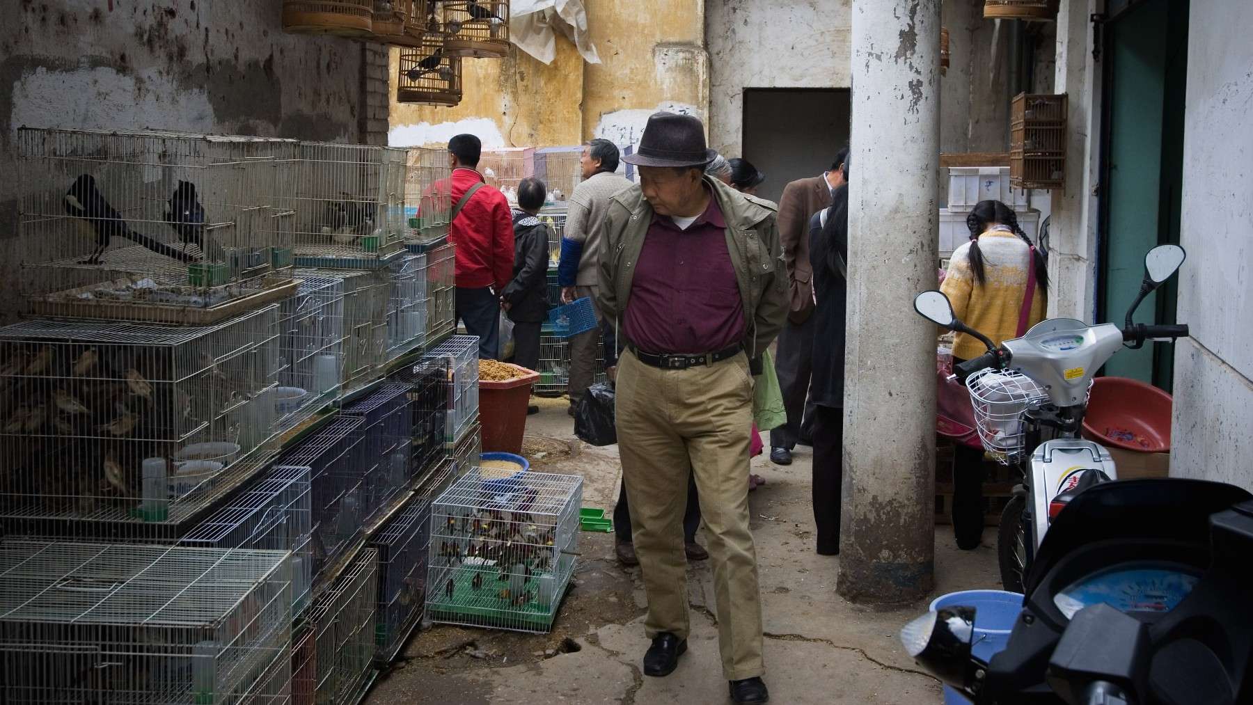 Un hombre chino examina aves en jaulas en un mercado de aves.