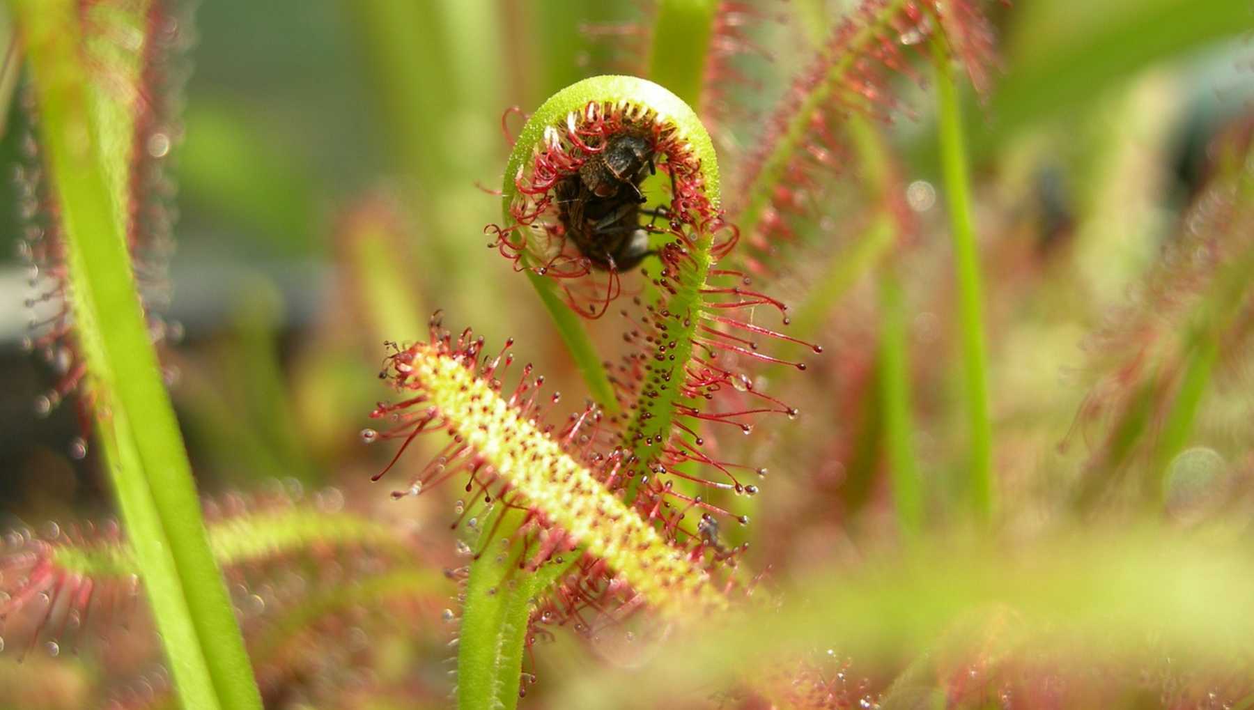 La planta carnívora en Madagascar.