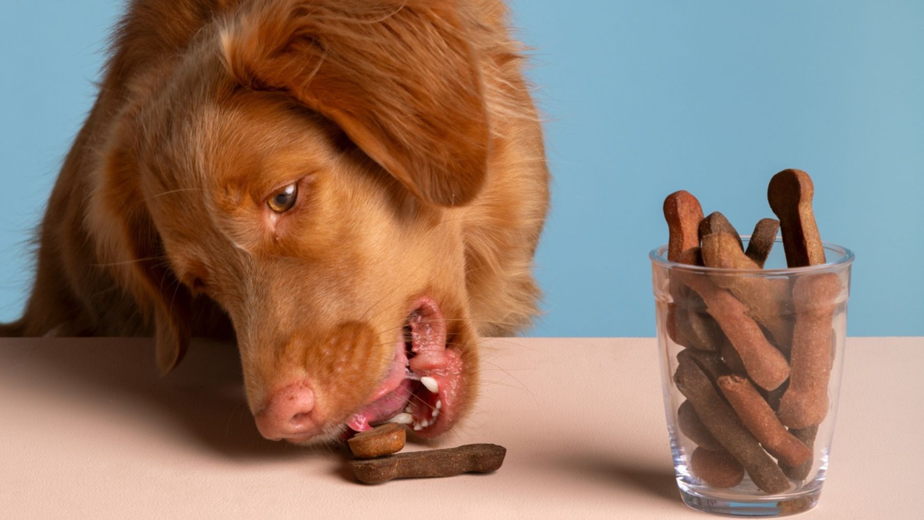 Un perro intentando comer chocolate. Foto: Freepik