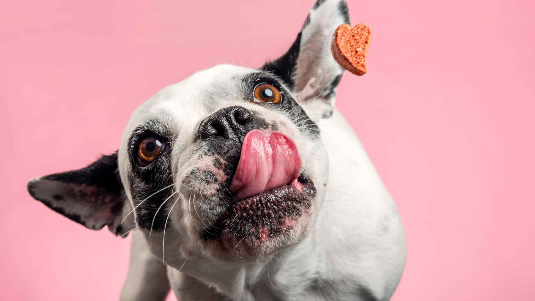 Un perro sacando la lengua.