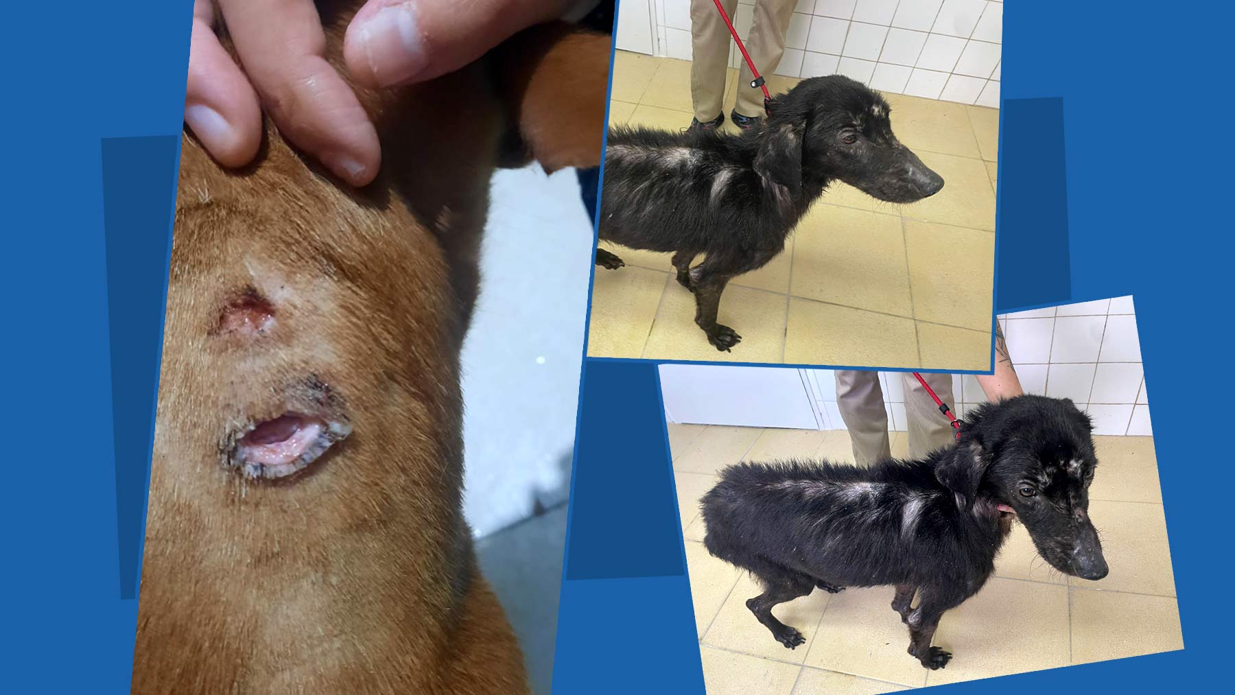 Estado en el que se encuentran a los perros abandonados, desnutridos y con cortes en el cuello para quitar el microchip (Fotos: Andrés León / Asociación Protectora de Animales y Plantas de Vigo)