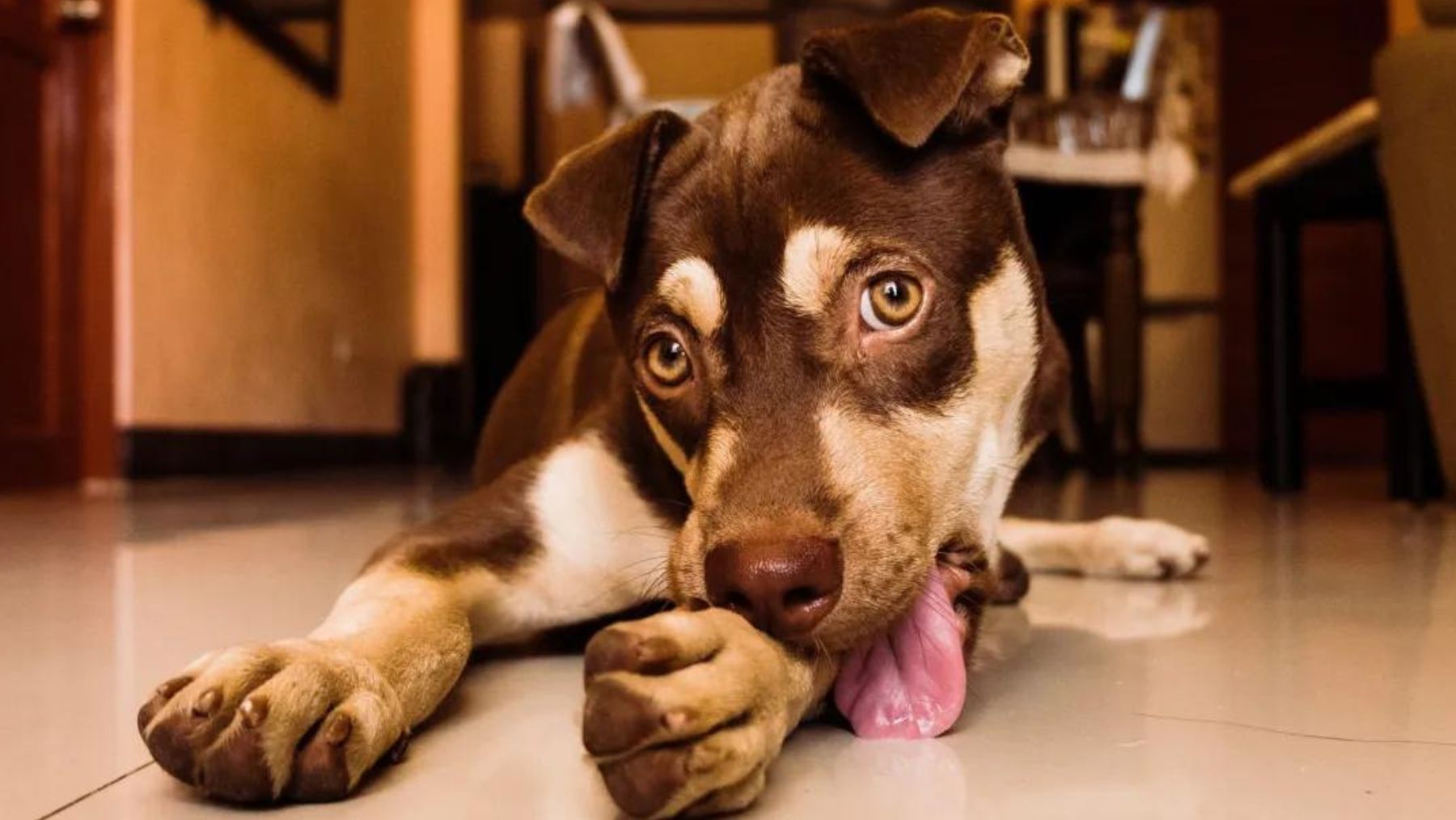 Un perro lamiéndose su pata.