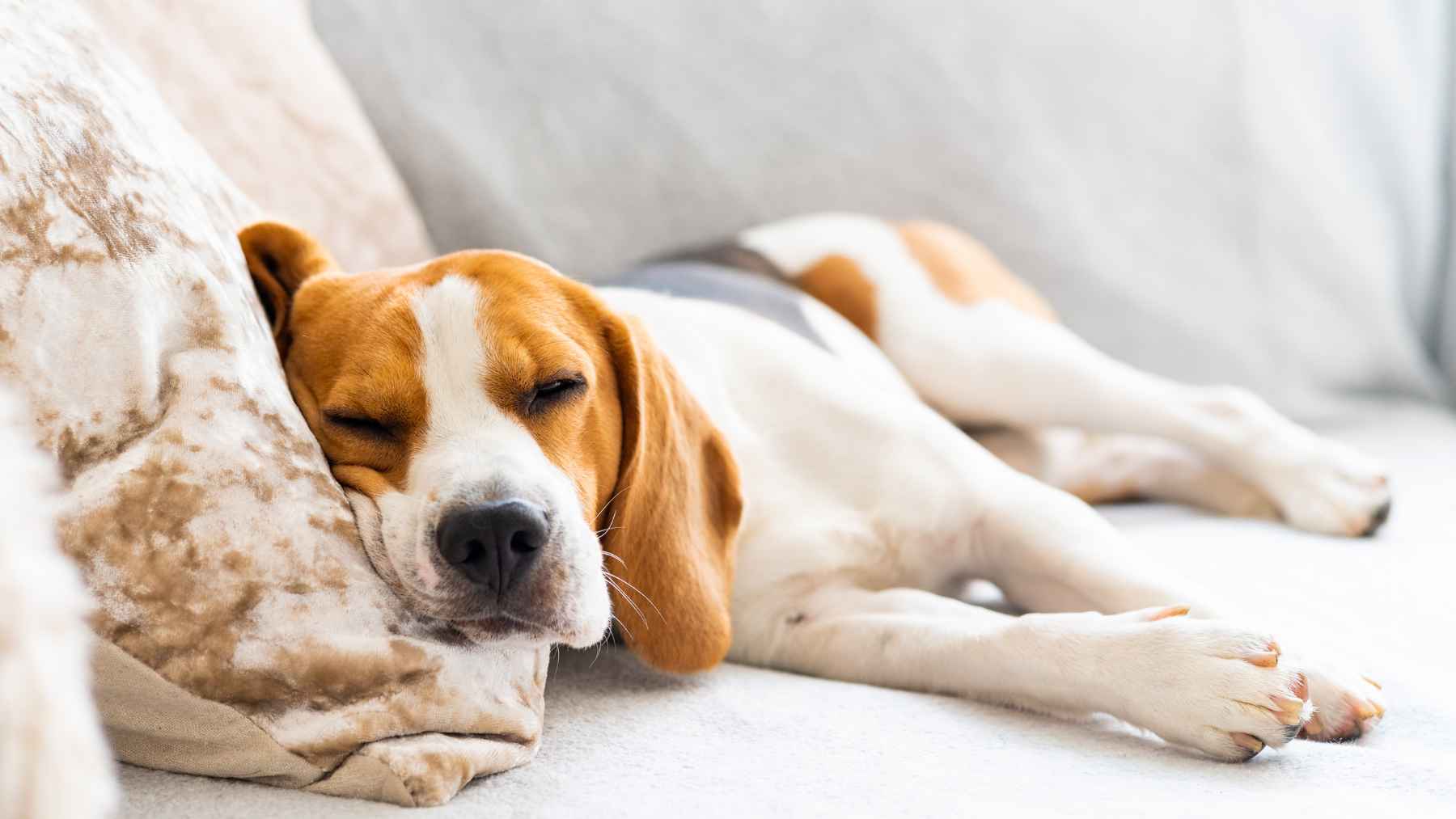 Un perro durmiendo.