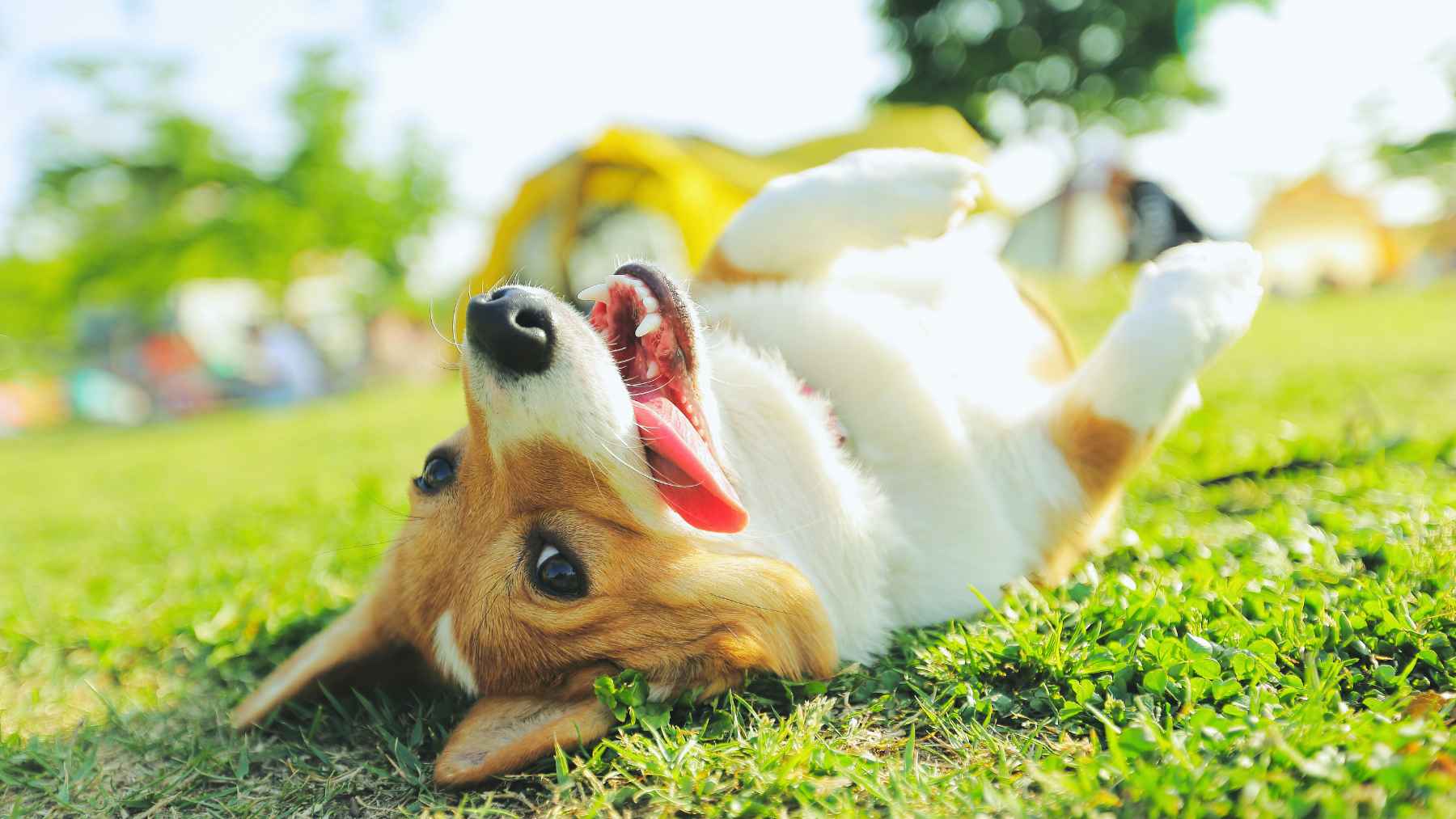 Un perro revolcándose en la hierba.