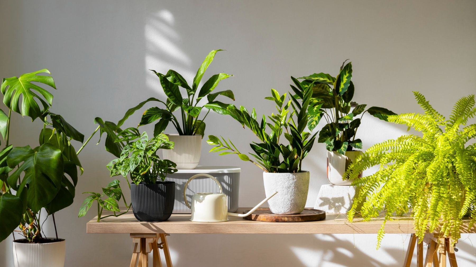 Plantas en un estudio. Foto: Freepik