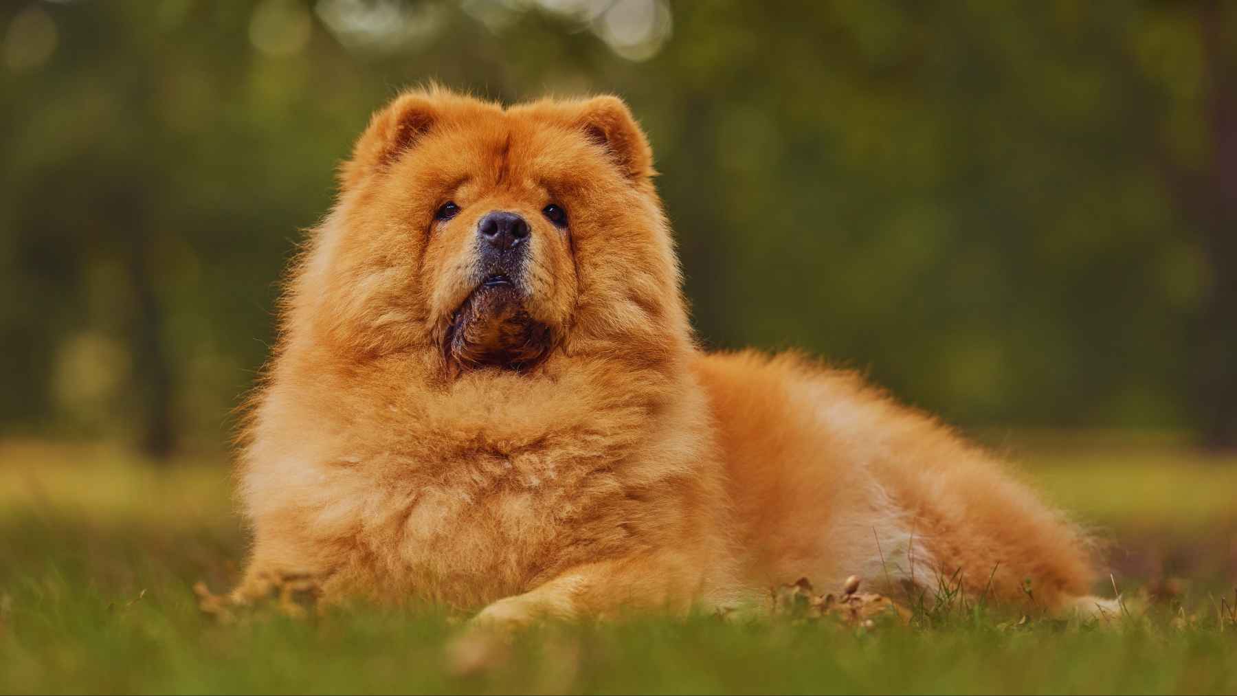 Chow Chow.