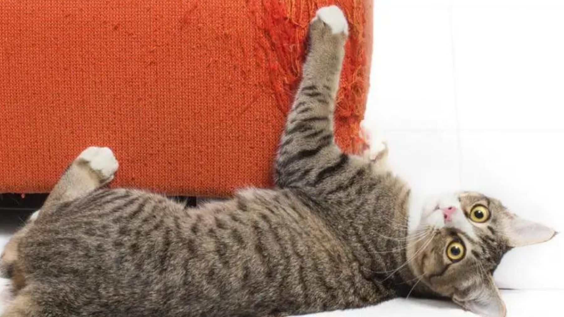 Gato arañando un sofá. Foto: Freepik