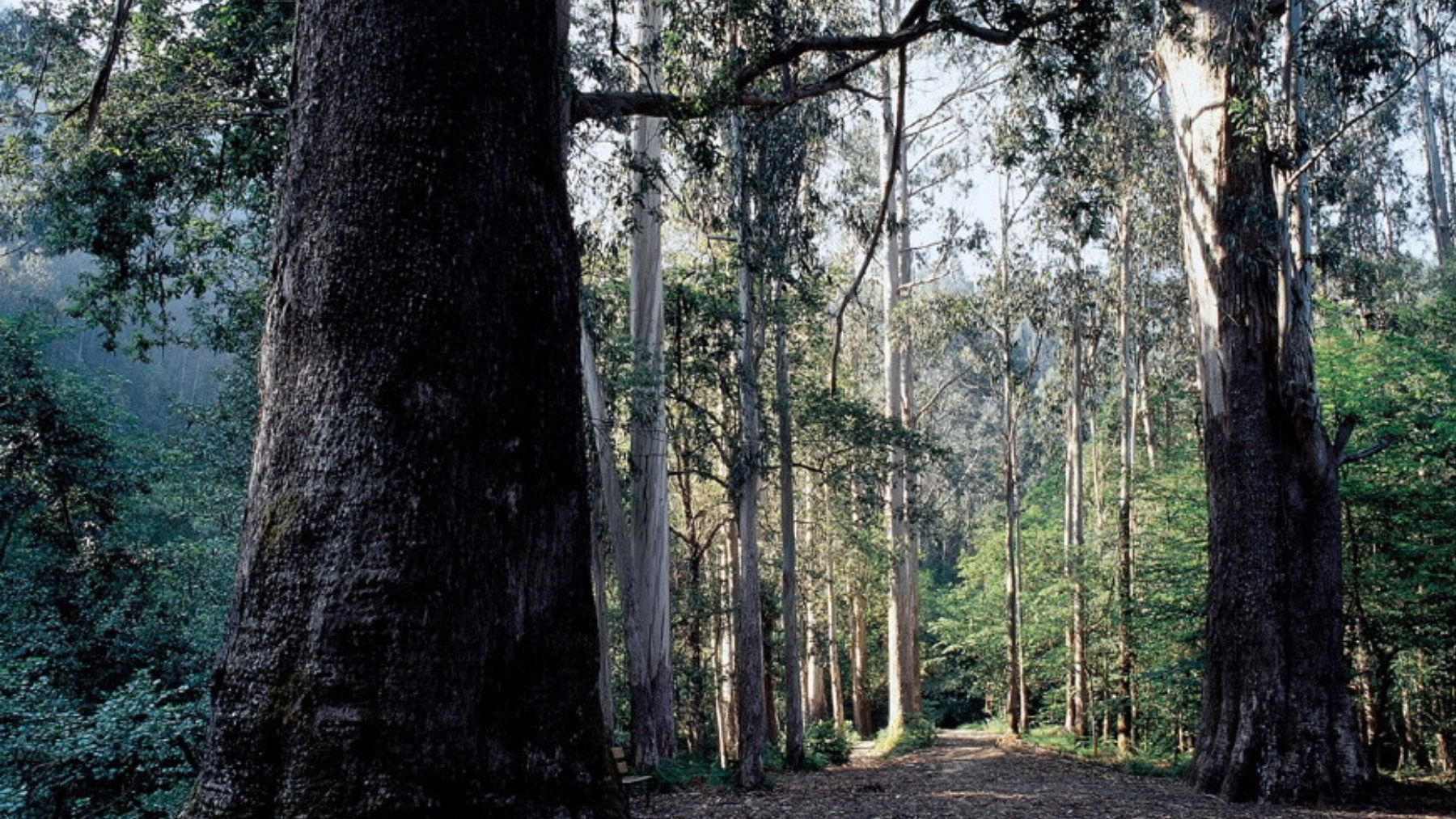 Souto da Retorta. Foto: Turismo de Galicia