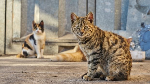 gatos en la calle