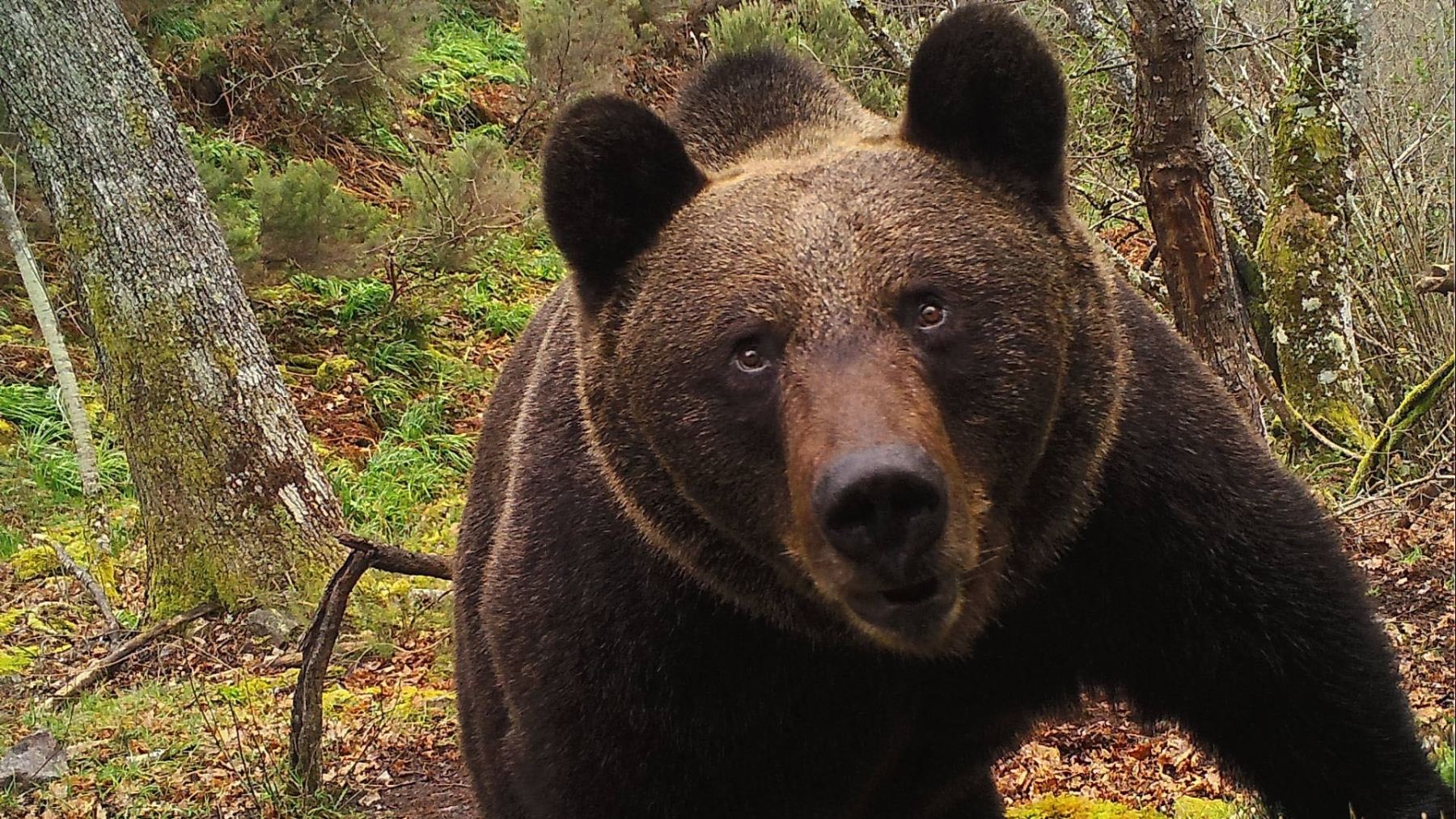 Oso pardo ataques