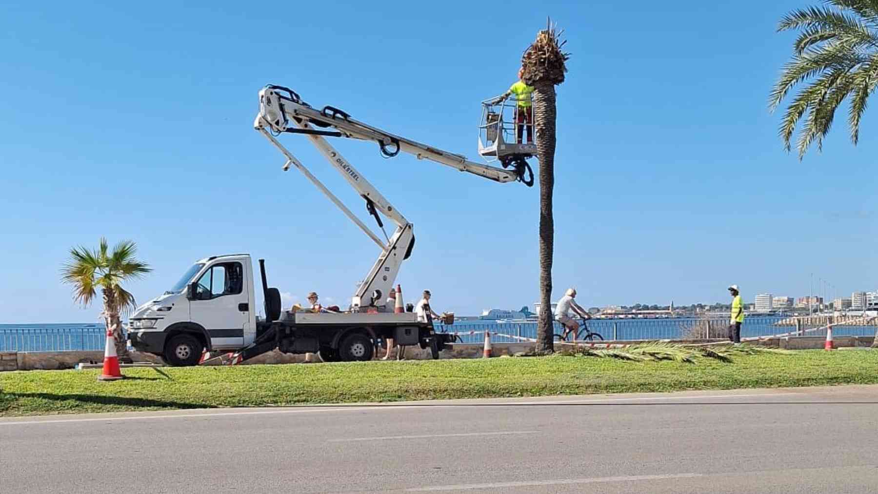 Una de las palmeras del Paseo Marítimo que será sustituida.