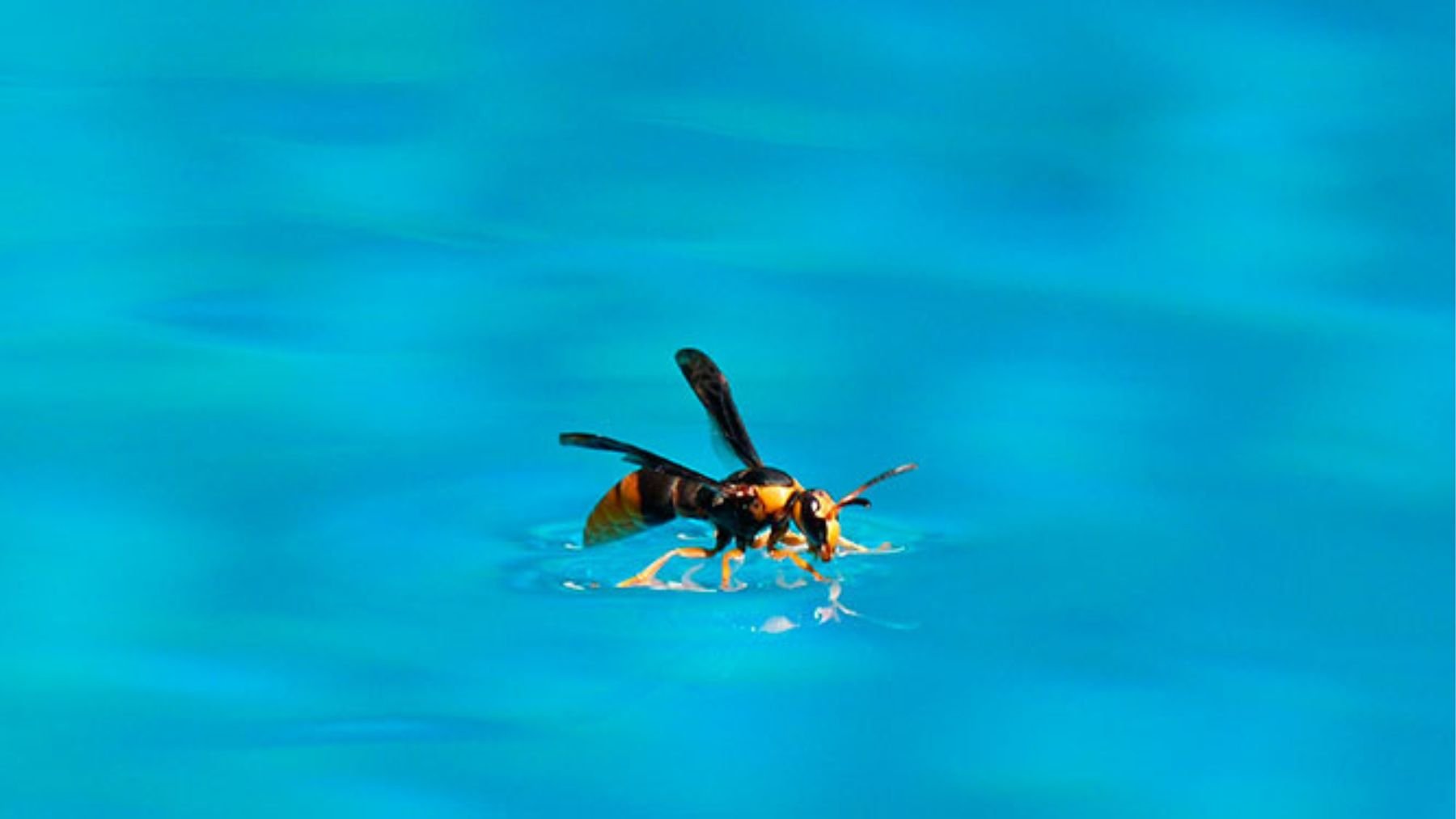 Avispa sobre el agua. Foto: Freepik