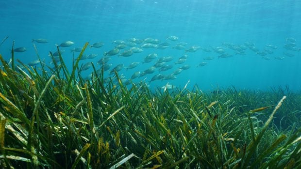 Posidonia fondo mar