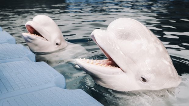 Belugas Plombir y Miranda