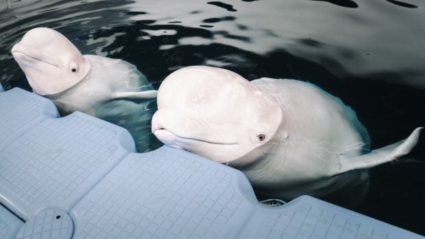 Belugas Plombir y Miranda Valencia