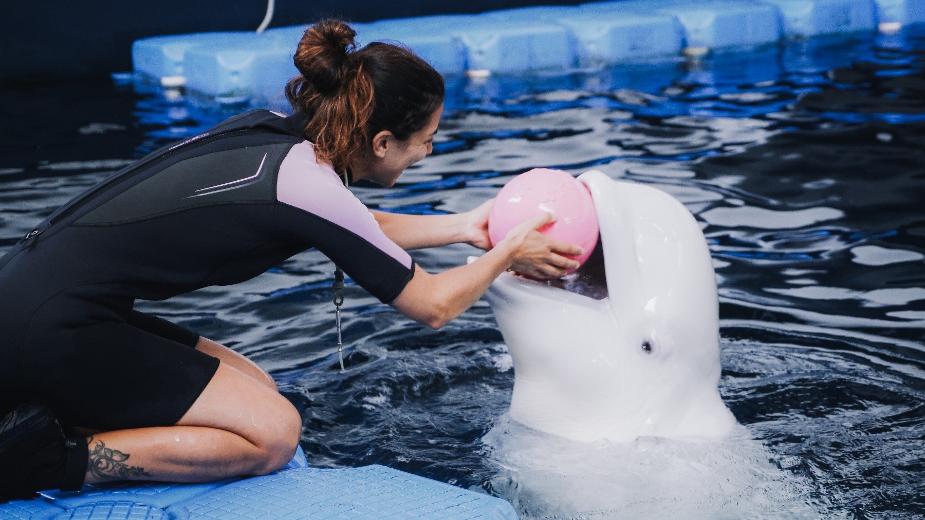 Andrea Ortolá, la cuidadora de las belugas ucranianas del Oceanogràphic de Valencia (Foto: Oceanogràphic)