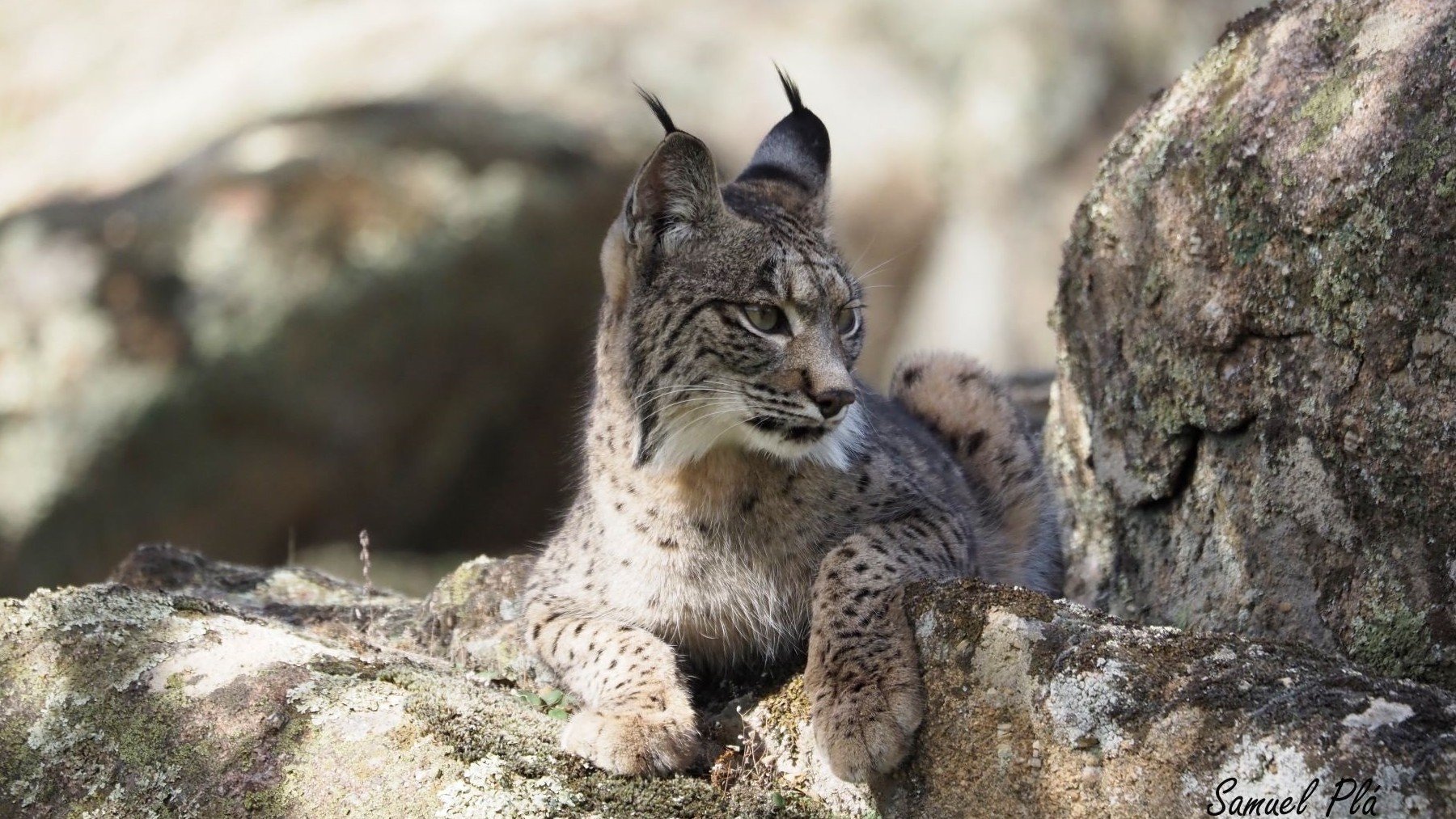 Lince ibérico