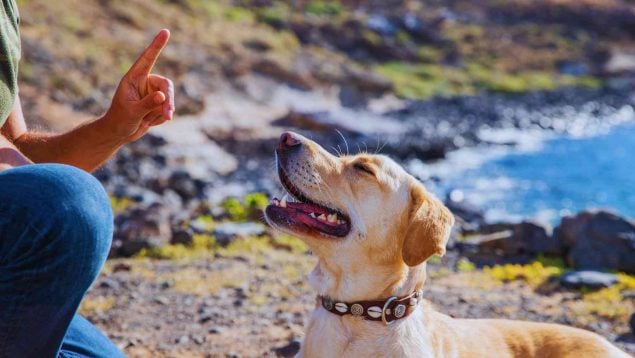 Trucos para educar al perro