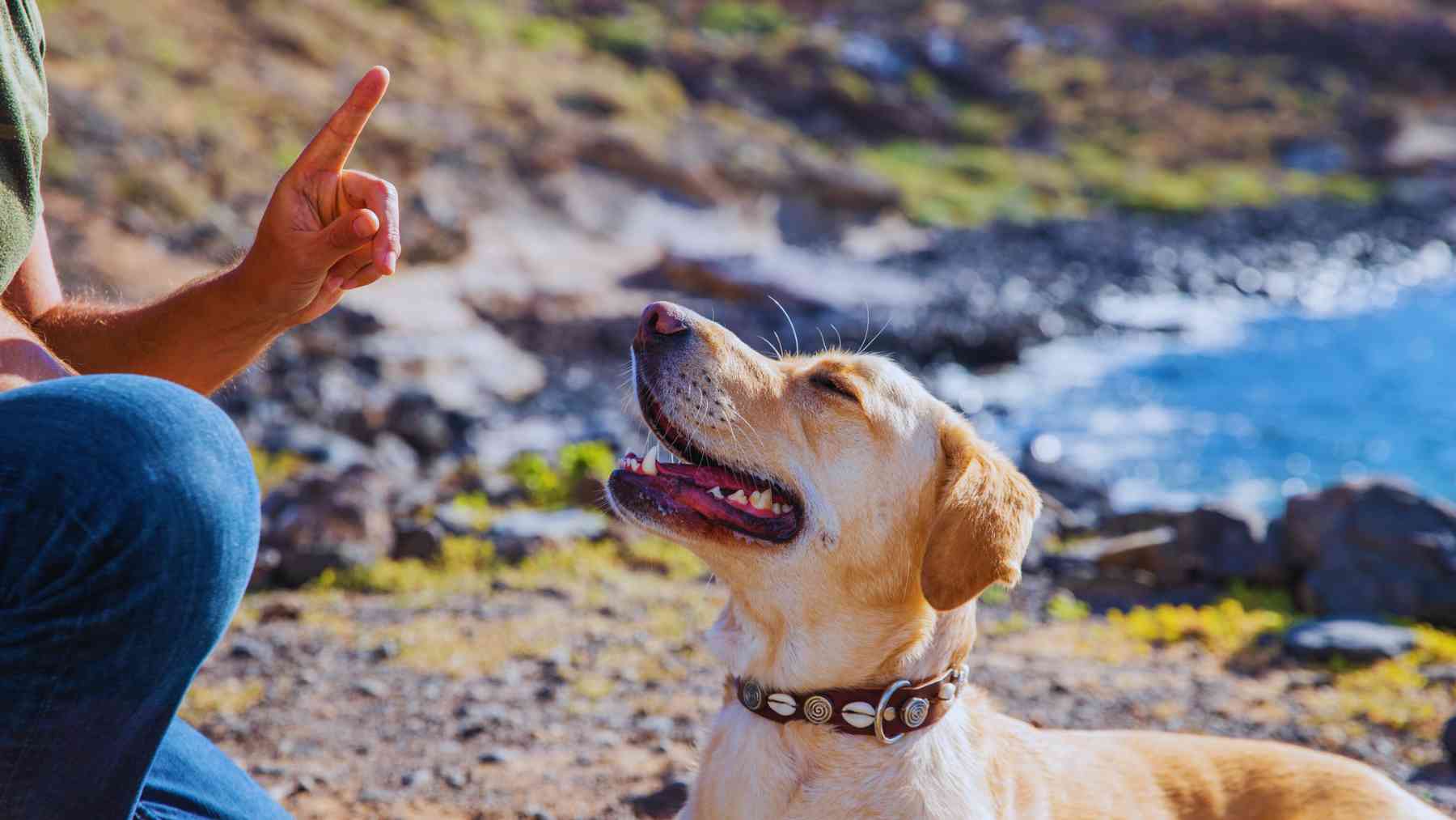 Un perro recibiendo una orden.